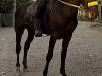 Pastuv, French Trotter — fotografija 2