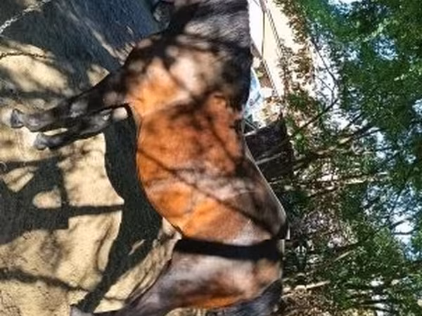 雌馬, 馬