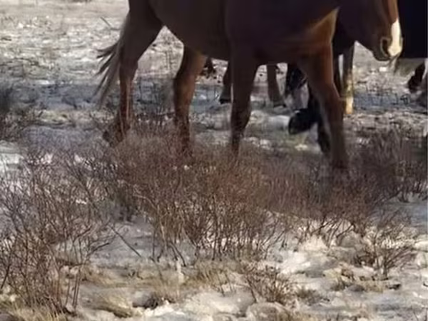 Égua, Horse breed
