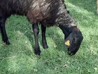 Ovelhas (lote, sexo não especificado), Ovelhas — foto 4