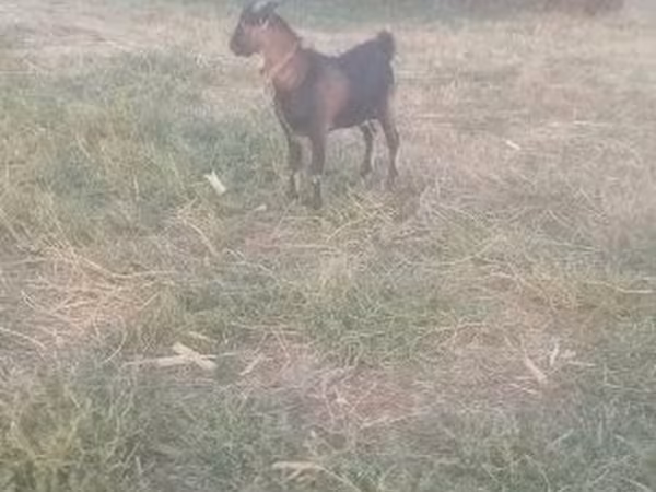 公山羊, Goats