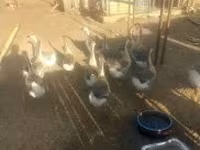 Geese — foto 3