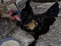 Chickens — fotografija 3