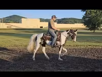 Kobila, Pinto horses — fotografija 3