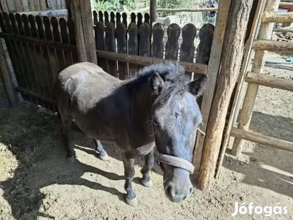 حصان, الخيول