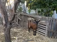 Ziege, Alpine goat — Foto 1