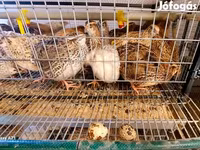 Quails — फ़ोटो 2
