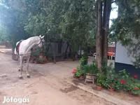Caballo, Caballos — foto 6