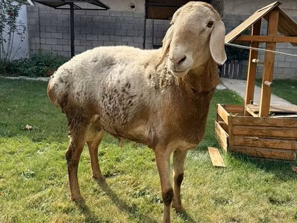 Қошқар, Arashan sheep