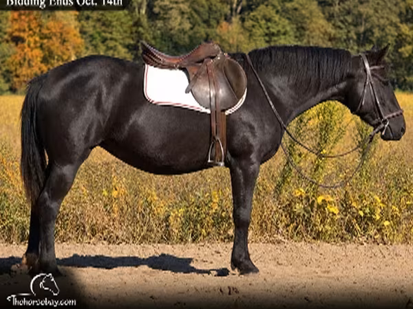 Кобила, Percheron