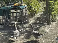 Geese — 写真 6