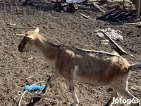 母山羊, Goats — 照片 4