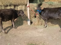 Cow, Alatau breed — photo 4