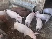 Pigs (batch, sex not specified), Топигс Норсвин — photo 3