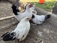 Chickens — الصورة 2