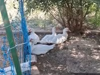 Ducks — Foto 2