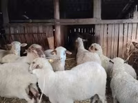 Вівця, Ile-de-France sheep — фото 4