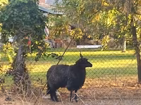 Қой, Racka sheep — 1-сурет