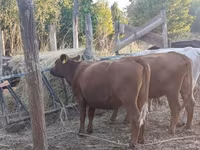 Krowa, Aberdeńsko-anguska — zdjęcie 1