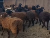 Ram, Sheep — photo 4