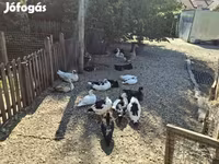 Ducks — fotografija 7