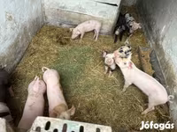 خنزير ذكر, Дюрок — الصورة 4
