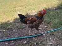 Chickens — foto 1
