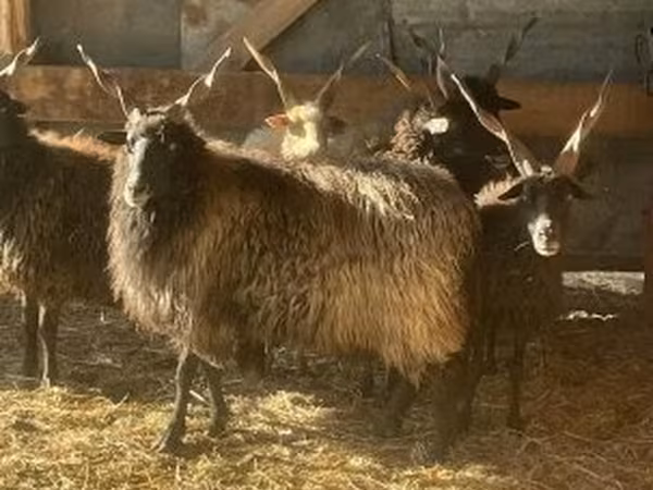 نعجة, Racka sheep