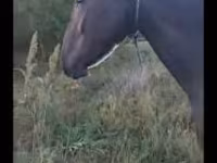 母马, Nonius horse — 照片 1