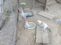 Chickens — Foto 3