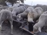 كبش, Ile-de-France sheep — الصورة 6