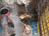 Chickens — 写真 3