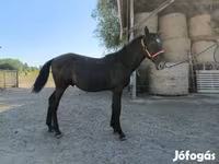 公马, Nonius horse — 照片 2