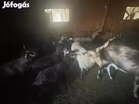 Schaf, Cameroon sheep — Foto 1