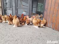 Bantam Pekín — foto 6