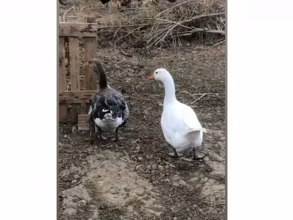 Geese — Macarıstan