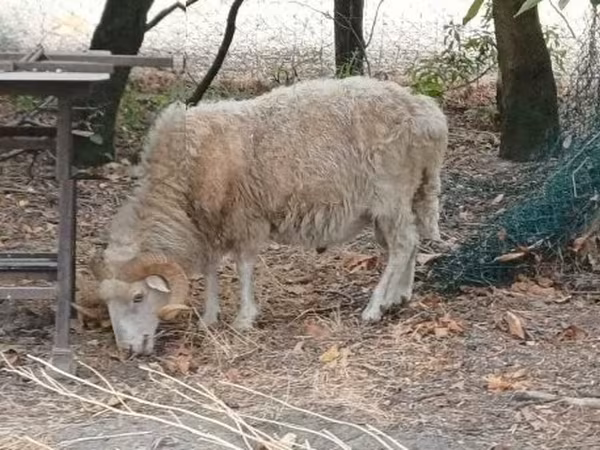 Baran, Racka sheep — Węgry