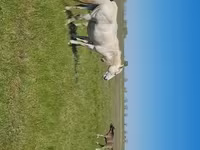 Égua, Kazakh horse — foto 5
