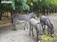 Yegua, Caballos — foto 1