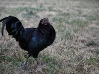 Australorp — Foto 5
