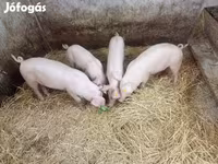 मादा सूअर, सूअर — फ़ोटो 2