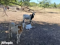 Billy Goat, Goats — photo 7