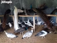 Chickens — 照片 5