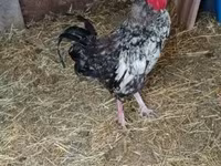 Chickens — foto 2