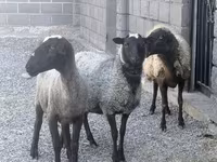 Brebis, Romanov sheep — photo 1