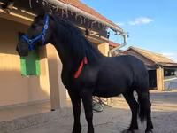 雌馬, Friesian — 写真 3