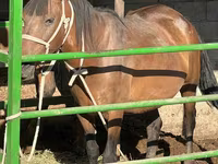 घोड़ी, Kazakh horse — फ़ोटो 1
