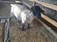Қошқар, White Suffolk sheep — 2-сурет