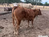 Bulle, Simmental cattle — Foto 2