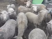 Baran, Merino sheep — zdjęcie 2